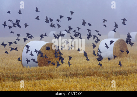 gemeinsamen Star (Sturnus Vulgaris), strömen über Subble Feld, Finnland Stockfoto