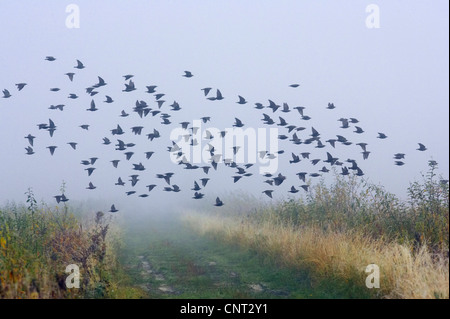 gemeinsamen Star (Sturnus Vulgaris), strömen fliegt über Fieldpath im Nebel, Finnland Stockfoto
