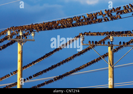 gemeinsamen Star (Sturnus Vulgaris), Privatpersonen sammeln für den Vogelzug am Stromkabel, Finnland Stockfoto