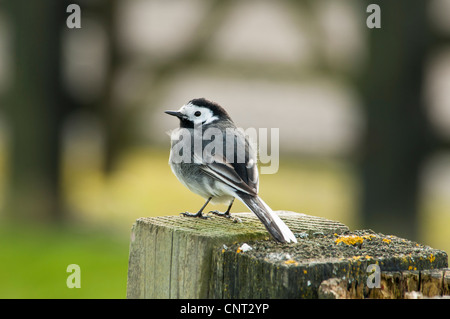 Ein Trauerschnäpper Bachstelze (Motacilla Alba) thront auf einem hölzernen Säule am Elmley Sümpfe National Nature Reserve auf der Isle of Sheppey Stockfoto