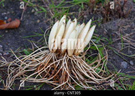 Bärlauch (Allium Ursinum), Knollen und Wurzeln ausgegraben Stockfoto