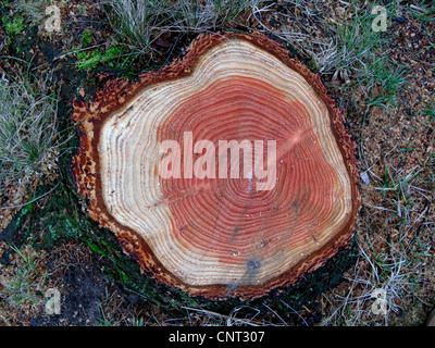 Douglasie (Pseudotsuga Menziesii), Baum Haken mit deutlich sichtbaren Jahresringen Stockfoto
