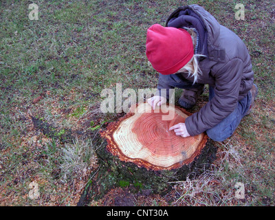 Douglasie (Pseudotsuga Menziesii), Baum Haken mit deutlich sichtbaren Jahresringen Kind zählen das Alter des Baumes Stockfoto