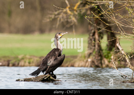 Ein Erwachsener Kormoran steht auf einigen ausgesetzt Baumwurzeln in den Fluß Cray Footscray wiesen lokale Naturpark Stockfoto