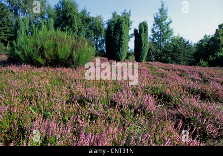 Heather, Ling (Calluna Vulgaris), Heide mit Wacholder, Juniperus Communis, Deutschland Stockfoto