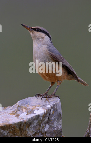 Rock Kleiber (Sitta Neumayer), männliche in einem Felsen sitzend Stockfoto