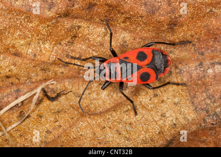 Firebug (Pyrrhocoris Apterus), auf Herbst Blatt Stockfoto