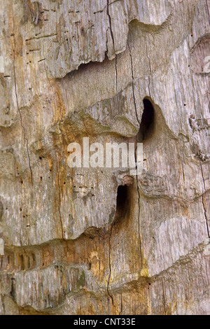 großer Steinbock Käfer, Eiche Buchenspießbock (Buchenspießbock Cerdo), Höhlen der Larven in einer alten Eiche Stockfoto