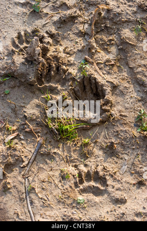 Alten Welt Dachs, eurasischer Dachs (Meles Meles), Fußabdruck im Boden, Deutschland Stockfoto