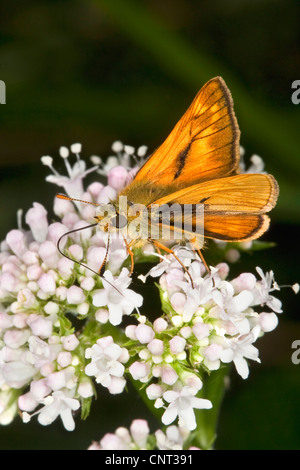 Großen Skipper (Ochlodes Venatus, Ochlodes Venata, Ochlodes Sylvanus), männliche Suche Nektar, Deutschland Stockfoto