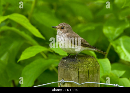 Grauschnäpper (Muscicapa Striata), sitzt auf einem hölzernen Pfosten Stockfoto