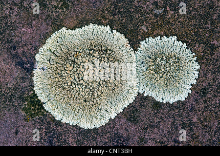 Flechten (Lecanora Muralis), wachsen auf Dachziegel Stockfoto