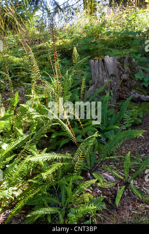 hart-Farn (Blechnum spicant), Gewohnheit, Deutschland Stockfoto