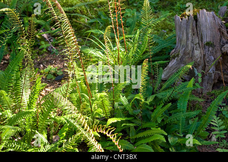 hart-Farn (Blechnum spicant), Gewohnheit, Deutschland Stockfoto