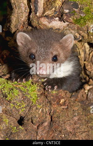 Steinmarder, Steinmarder (Martes Foina), spähte aus einer Baumhöhle in einem Obstbaum, Deutschland Stockfoto