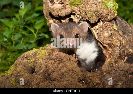 Steinmarder, Steinmarder (Martes Foina), an einem natürlichen Baum in der Höhle eines Obstbaumes Stockfoto