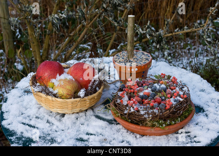 gesammelten Früchte (Ebereschen Beeren, Hagebutten, Apfel, Beeren als Vogelfutter im Winter Stockfoto