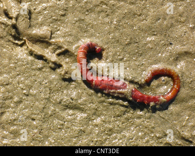 Europäische Lug Wurm, Schlag Lug, Wattwurm (Interpretation Marina), liegend auf dem Schlamm Stockfoto