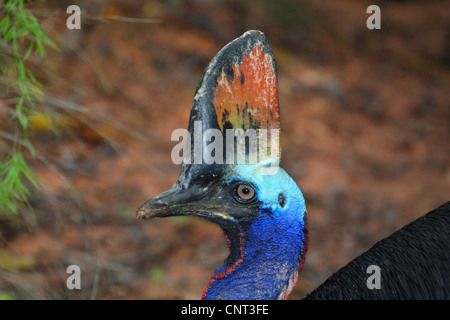 Südlichen Kasuar, Doppel-Flecht-Kasuar, australischen Kasuar, zwei Flecht-Helmkasuar (Casuarius Casuarius), Porträt, Australien Stockfoto