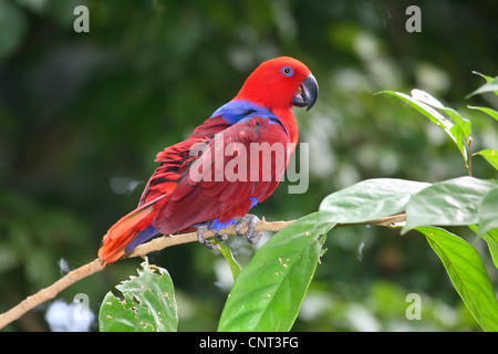 Australische König Papagei (Alisterus Scapularis), Zweig, Australien Stockfoto