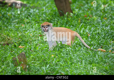 Patas Affe, rote Guenon, red Monkey, Husaren-Affe, Nisnas (Erythrocebus Patas Pyrrhonotus), juvenile Stockfoto