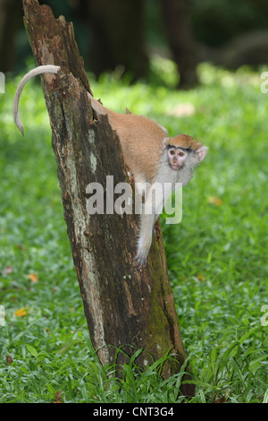 Patas Affe, rote Guenon, roter Affe, Husaren-Affe, Nisnas (Erythrocebus Patas Pyrrhonotus), pup Stockfoto