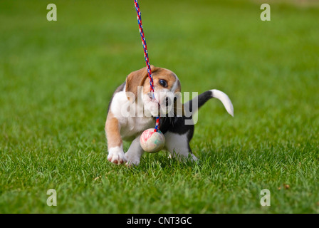 Beagle (Canis Lupus F. Familiaris), Welpe, spielen Stockfoto