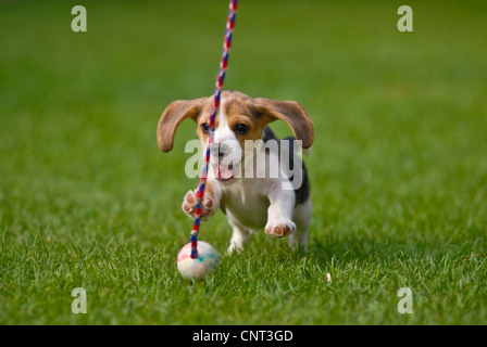 Beagle (Canis Lupus F. Familiaris), Welpe, spielen Stockfoto