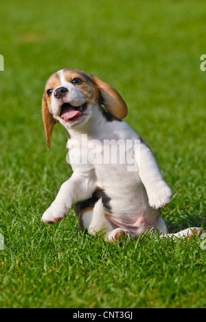 Beagle (Canis Lupus F. Familiaris), Welpe, fällt nach unten Stockfoto