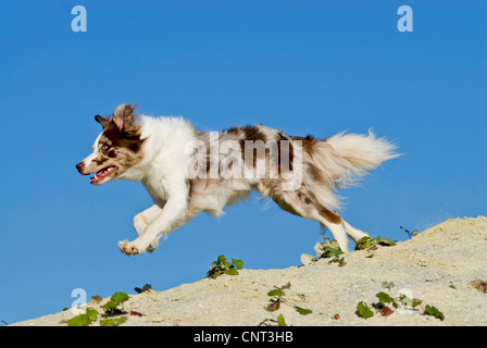 Border Collie (Canis Lupus F. Familiaris) liefen eine Düne Stockfoto