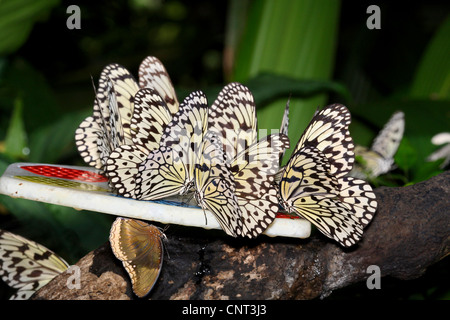 Baumnymphe (Idee Leuconoe), mehrere Personen am künstlichen Zuführung Stockfoto