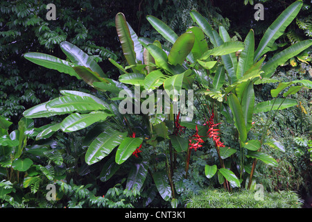 Heliconia (Heliconia spec.), Blomming im Regenwald Golfbahn, Singapur Stockfoto