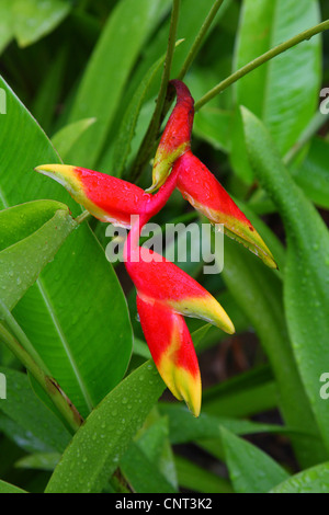Lobster Claw Heliconia (Heliconia Rostrata), Blütenstand Stockfoto