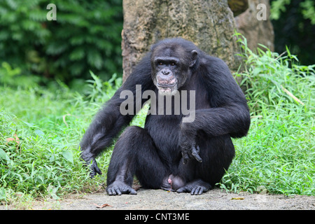 gemeinsame Schimpanse (Pan Troglodytes), Männlich Stockfoto