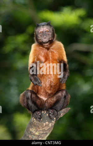 Schwarz-Capped Kapuziner Monkey Brown-Kapuziner (Cebus Apella), sitzt auf Ast Stockfoto