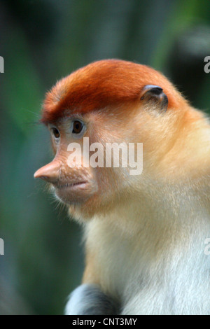 Nasenaffe (Nasalis Larvatus), portrait Stockfoto