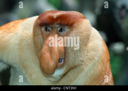 Nasenaffe (Nasalis Larvatus), portrait Stockfoto