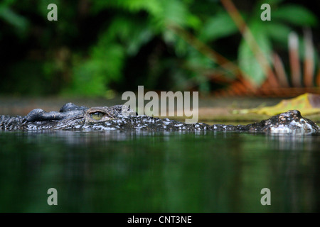 falsche Gangesgavial, malaiische Gangesgavial (Tomistoma Schlegelii), Portrait eintauchen Stockfoto