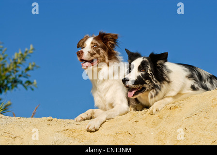 Border Collie (Canis Lupus F. Familiaris), zwei Hunde liegen auf einer Düne Stockfoto