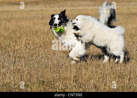 Border Collie (Canis Lupus F. Familiaris), mit einem anderen Hund spielen Stockfoto