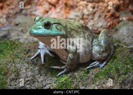 Bullfrog, amerikanischer Ochsenfrosch (Rana Catesbeiana), am Ufer Stockfoto