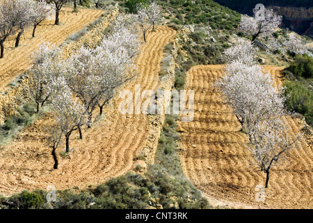 süße Mandel (Prunus Amygdalus var. Dulcis, Prunus Dulcis var. Dulcis), blühende Mandelbäume, Spanien, Los Serranos Stockfoto