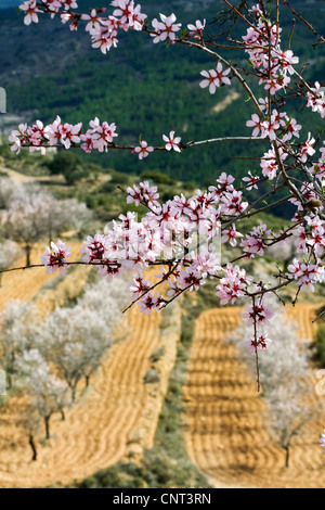 süße Mandel (Prunus Amygdalus var. Dulcis, Prunus Dulcis var. Dulcis), blühende Mandelbäume, Spanien, Los Serranos Stockfoto