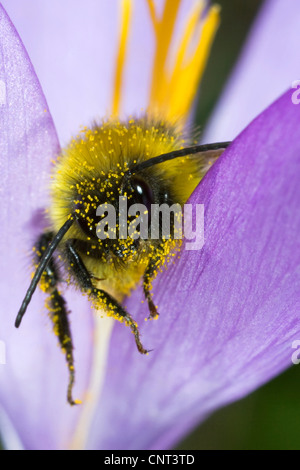 Hummel mit Pollen auf Krokus, Spanien, Huesca, Aragon, Posets alles Naturpark Stockfoto