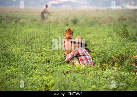 Mutter und Kind ernten in einem Erdnussfeld, Mandalay, Myanmar Burma Stockfoto