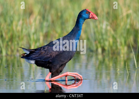 Purpurhuhn (Porphyrio Porphyrio), in der Lagune, Spanien Stockfoto