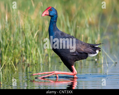 Purpurhuhn (Porphyrio Porphyrio), in der Lagune, Spanien Stockfoto