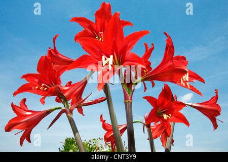 Amaryllis (Hippeastrum spec.), rote Blüten vor blauem Himmel, Spanien Stockfoto