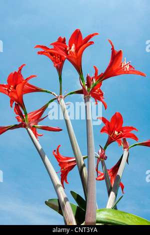 Amaryllis (Hippeastrum spec.), rote Blüten vor blauem Himmel, Spanien Stockfoto