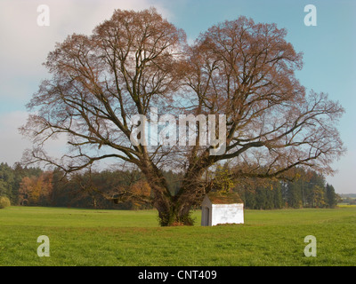 kleinblättrige Linde, Littleleaf Linden, kleines Blatt Linde (Tilia Cordata), 500 Jahre alte Baum mit kleinen Kapelle im Herbst, Deutschland, Bayern Stockfoto
